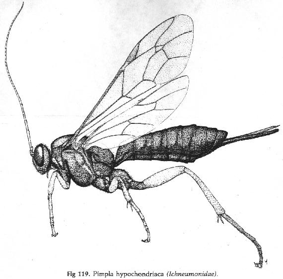 Parasitoid